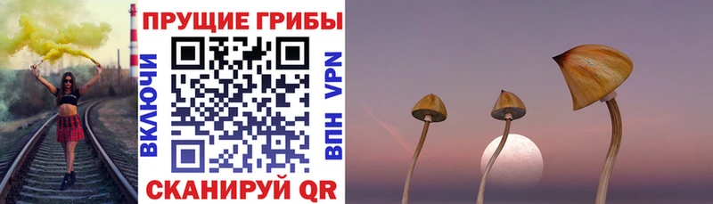 shop состав  ОМГ ОМГ зеркало  Приморско-Ахтарск  Псилоцибиновые грибы Psilocybine cubensis 
